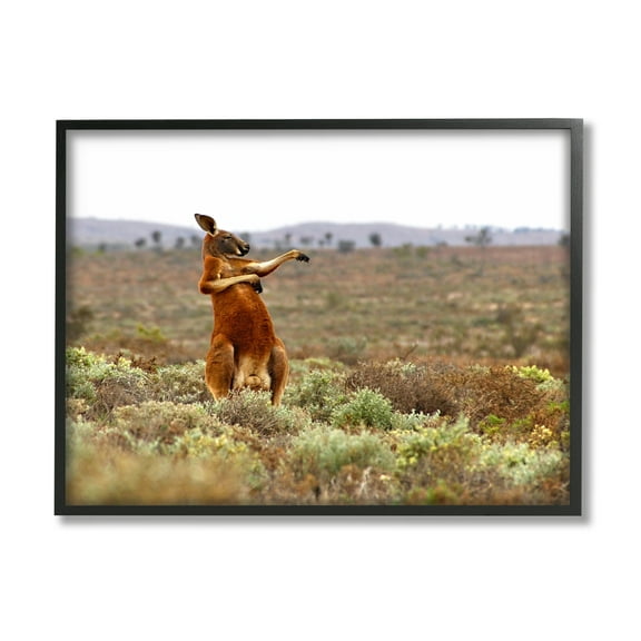 Stupell Industries Kangaroo Savanna Landscape Animals & Insects Photography Black Framed Art Print Wall Art, 14 x 11