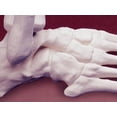 thumbnail image 4 of Lindberg Skeletal Foot, 4 of 4