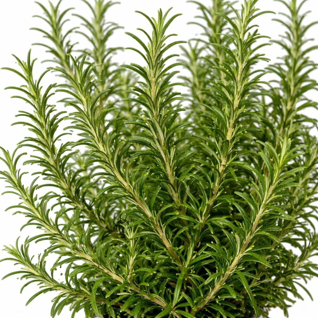 Rosemary Live Herb Plant in 6 Inch Pot, Fragrant Indoor or Outdoor Potted Herb for Kitchen Garden, Patio or Windowsill