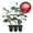 3 Plants, variant on Double Delight Rose Bush - Live Starter Plant in a 2 Inch Pot - Beautifully Fragrant Rose from Florida - Stunning Hybrid Tea Rose Cultivar - Add Color and Fragrance to Any Garden