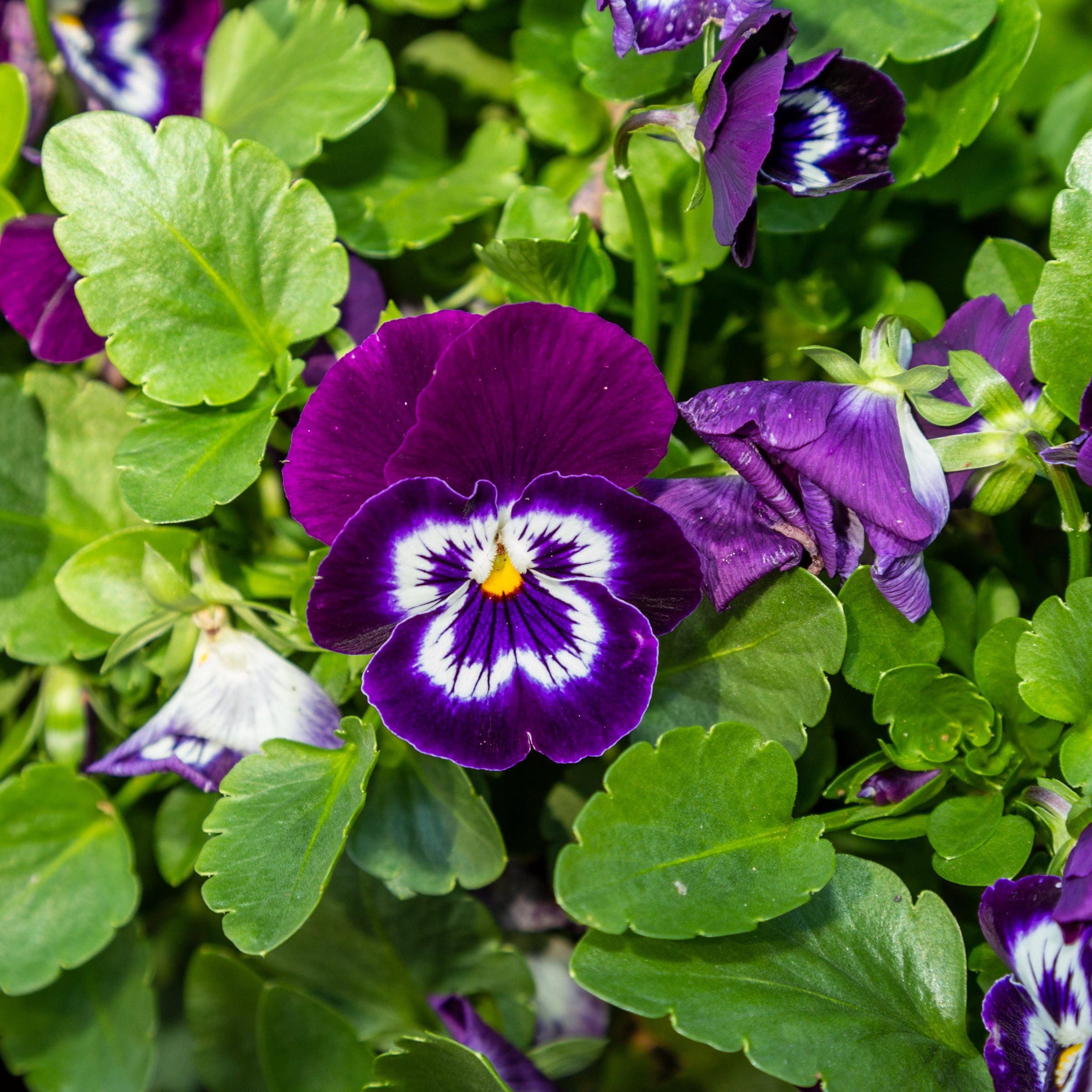 National Plant Network 4 in. Viola Sorbet XP Purple Face (8-Pack)