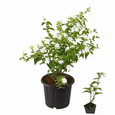 2 Live Downey Jasmine Plants Jasminum Multiflorum Bush White Flowering Jasmine Shurb Star Jasmines Plant, 5-8 Inch Tall