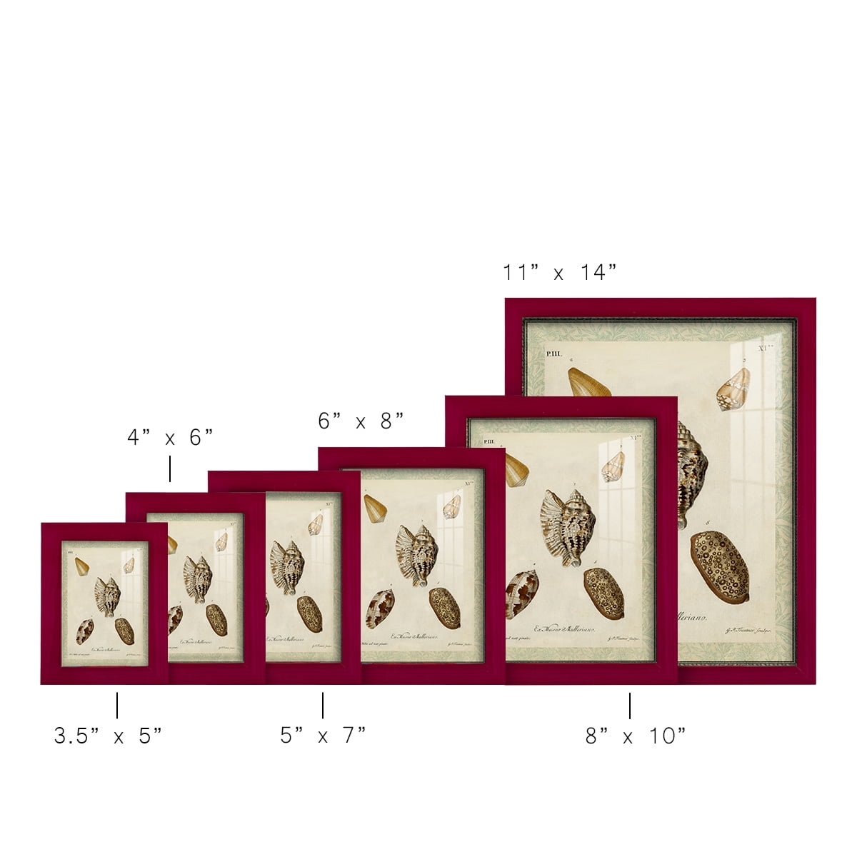 Bookplate Shells II - Framed Print w/glass - Cherry Red