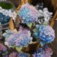 thumbnail image 3 of 50 PCS Blue Flower Stickers - Large Size Floral Stickers with Gold Outlines,Glitter Shiny Waterproo, 3 of 5