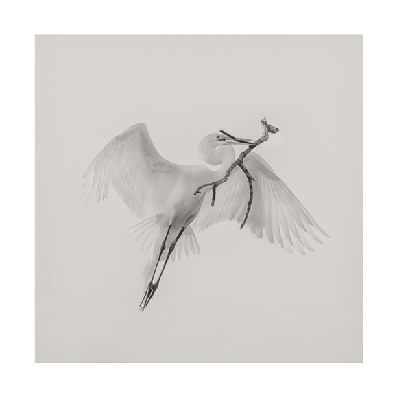 Canvas Wall Art - Qing Zhao 'A Good One' Wall Art for Living Room, Bedroom, or Office Décor by Trademark Fine Art - 14 x 14 Inches