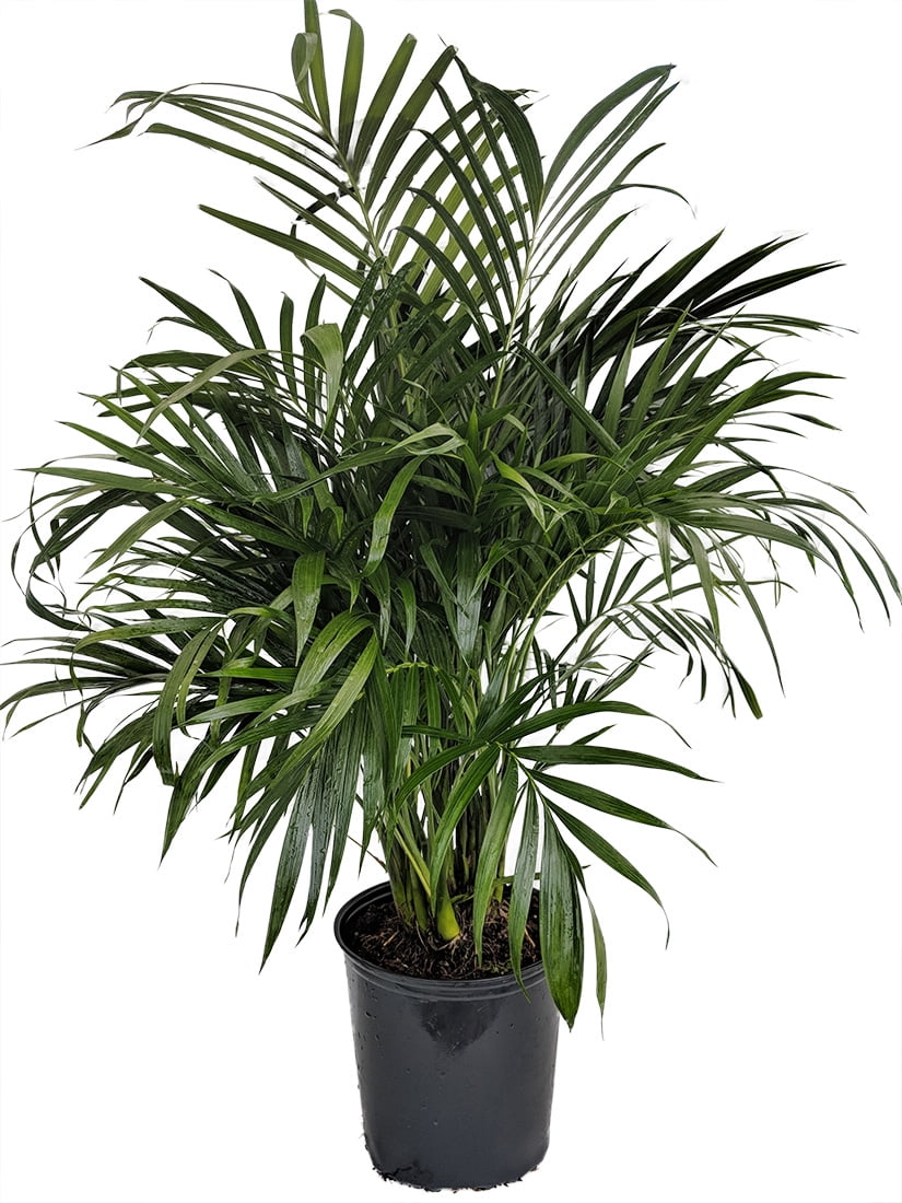 Cat Palm Chamaedorea cataractarum 8" Pot Live Indoor Plant