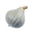 thumbnail image 4 of Winter Squash, Blue Hubbard - Squash Seeds, 4 of 4