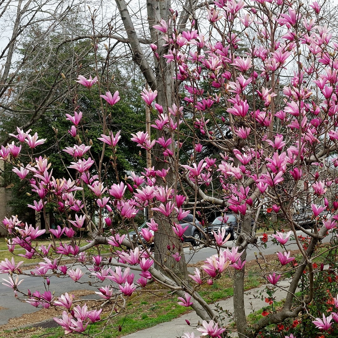 Plant with Purpose Dark Red Magnolia Galaxy Tree Live Plant in Grower Container