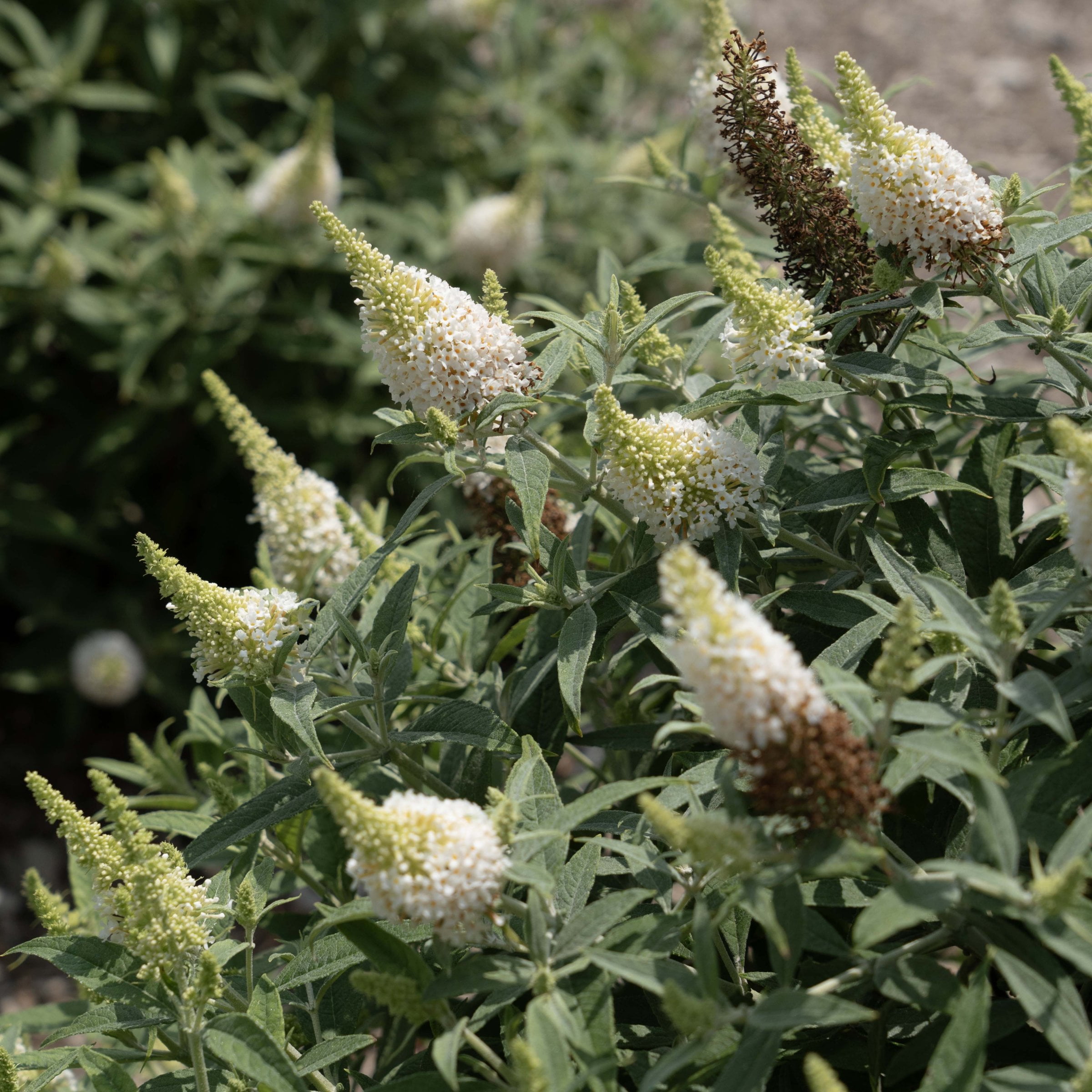4 in. Buddleia Dapper White Live Shrub with White Flowers (3-Pack)