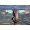 thumbnail image 4 of Mojo Outdoors Elite Series Blue Wing Teal Wing Duck Decoy with Pole (2 Pack), 4 of 7