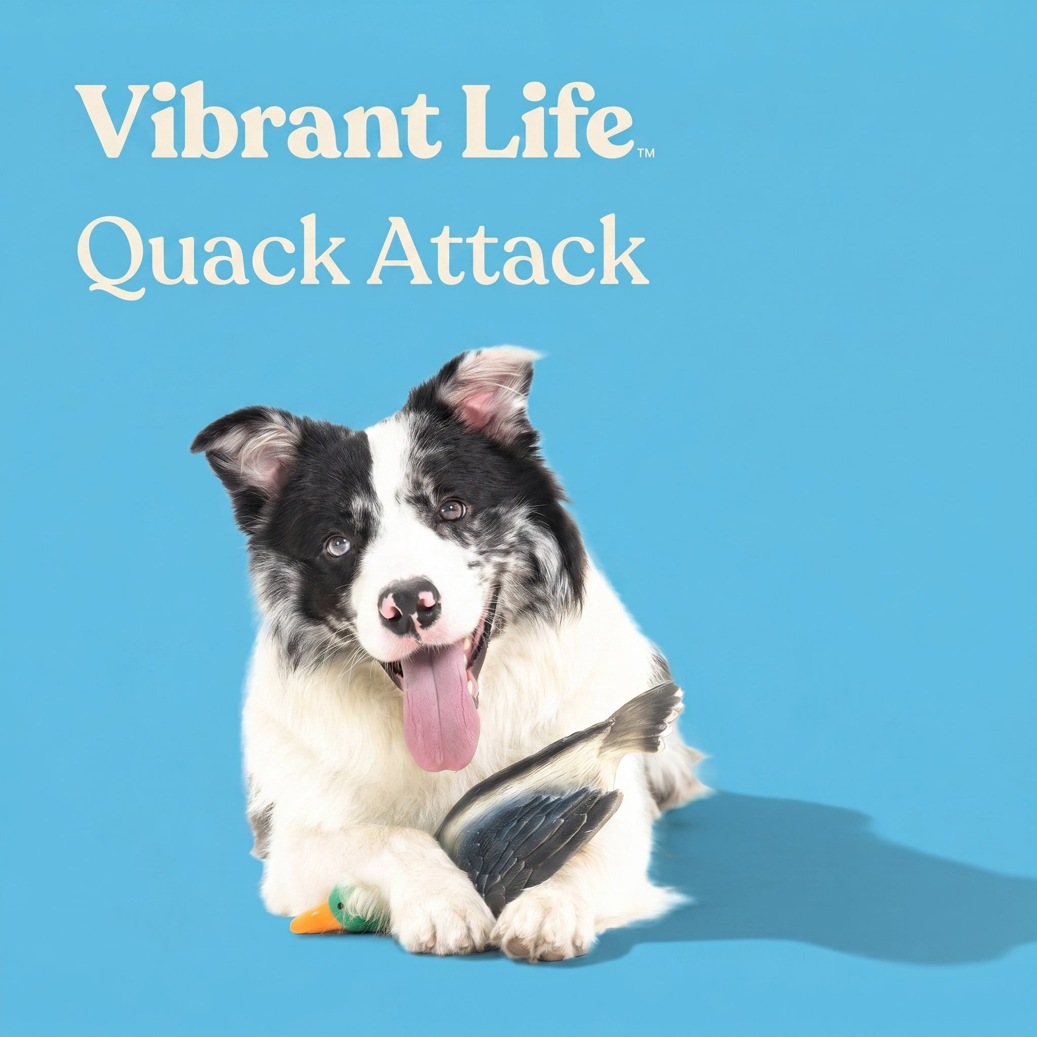 (2 pack) Vibrant Life Multicolor Duck Latex Dog Toy with Squeaker, Chew Level 3
