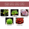 thumbnail image 5 of Lámparas de luz para cultivo de plantas de 1/2/3/cabezas, luces LED para crecimiento de plantas con luz solar USB, luz solar roja y azul, 2 cabezas Afortunado Sencillez, 5 of 5