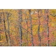 thumbnail image 2 of Day, Richard and Susan 32x23 Gold Ornate Wood Framed with Double Matting Museum Art Print Titled - Fall color at Pyramid State Park-Perry County-Illinois, 2 of 4