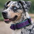 thumbnail image 2 of Collier pour Chien, Collier pour Chien Fait à la Main en Cuir Véritable – Violet avec Doublure Intérieure Turquoise, Boucle Ajustable - Buddies Collars, 2 of 5