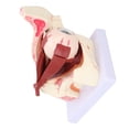 thumbnail image 4 of Human Eye Model, Teaching Model 3x Magnification Detachable  For Doctor Patient Communication, 4 of 8