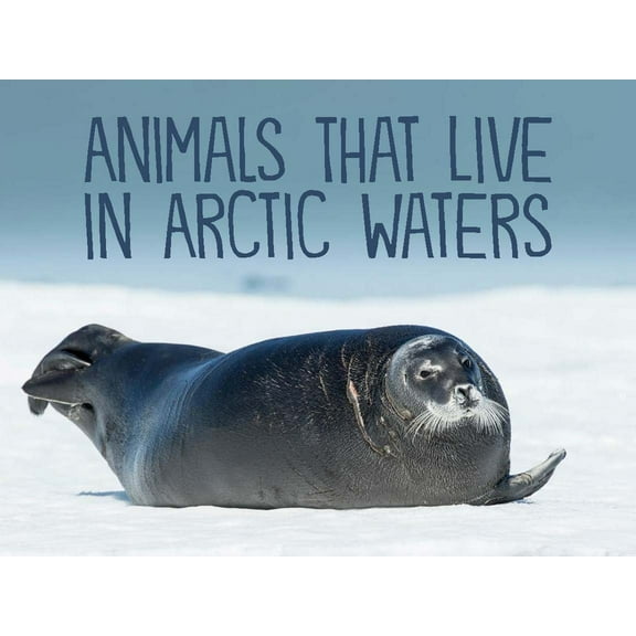 Nunavummi Reading Animals That Live in Arctic Waters: English Edition, (Paperback)