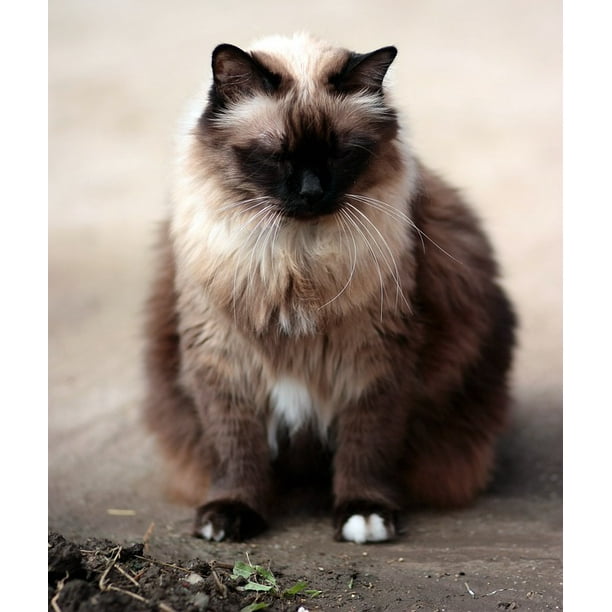 Canvas Print Cat Siamese Fat Gray Stretched Canvas 10 X 14 Walmart Com Walmart Com Canvas Print Cat Siamese Fat Gray Stretched Canvas 10 X 14 Walmart Com Walmart Com