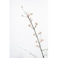 thumbnail image 2 of 1x Studio III 11x14 Gold Ornate Wood Framed with Double Matting Museum Art Print Titled - Twig with small flowers, 2 of 4