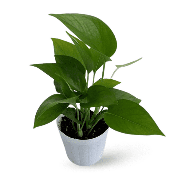 Live Jade Pothos Plant, Easy Plant Indoor Trailing Vine, 3–5 Inch Starter