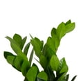 thumbnail image 4 of Plants with Benefits by Costa Farms 12" ZZ Zamioculcas House Plant in 6" Self-Watering Pot, 4 of 9