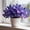A, variant on Butterfly Flower Hostas Cultivation Granules,Bloom Year After Year-(Non-Artificial)-Fast Growing-Home Decoration-Beautiful Gift Garden-Ornamental-Premium Garden Stakes