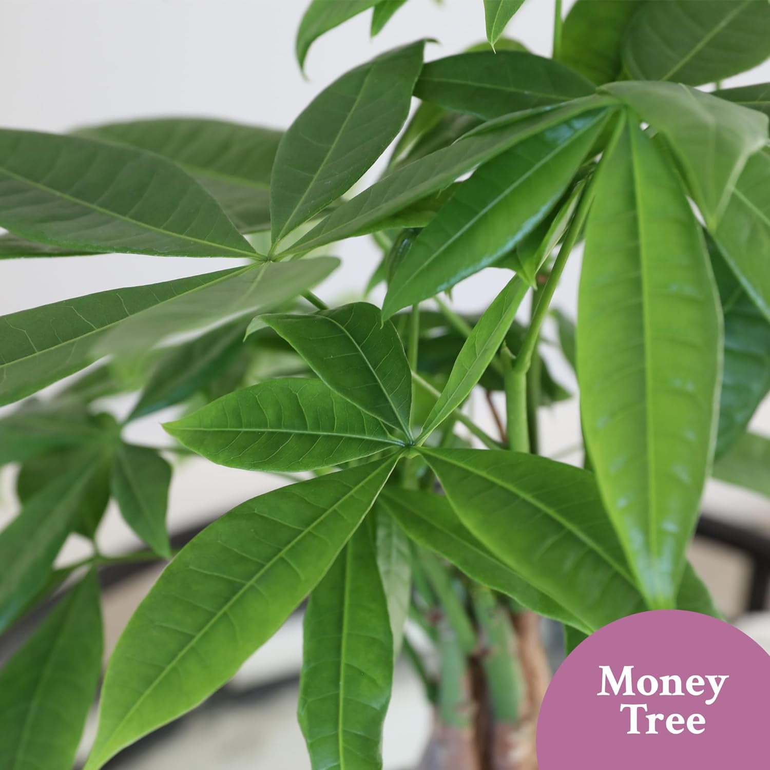 Just Add Ice 14-16" Money Tree in 5" Red Ceramic with Gold Leaf Pick, Live Plant, Indirect Light, Indoor House Plant