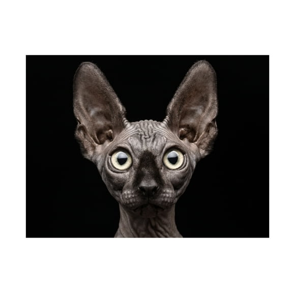Patrick Matte 'Sphynx Cat' Canvas Art - 19 x 14 Inches