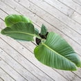 thumbnail image 4 of United Nursery Live White Bird of Paradise Plant 26-32 inches Tall in 9.25-inch Grower Pot, 4 of 8