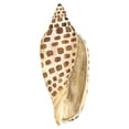 thumbnail image 2 of Reed, Tara 20x20 Gold Ornate Wood Framed with Double Matting Museum Art Print Titled - Oceanum Shells white II-Junonia, 2 of 4