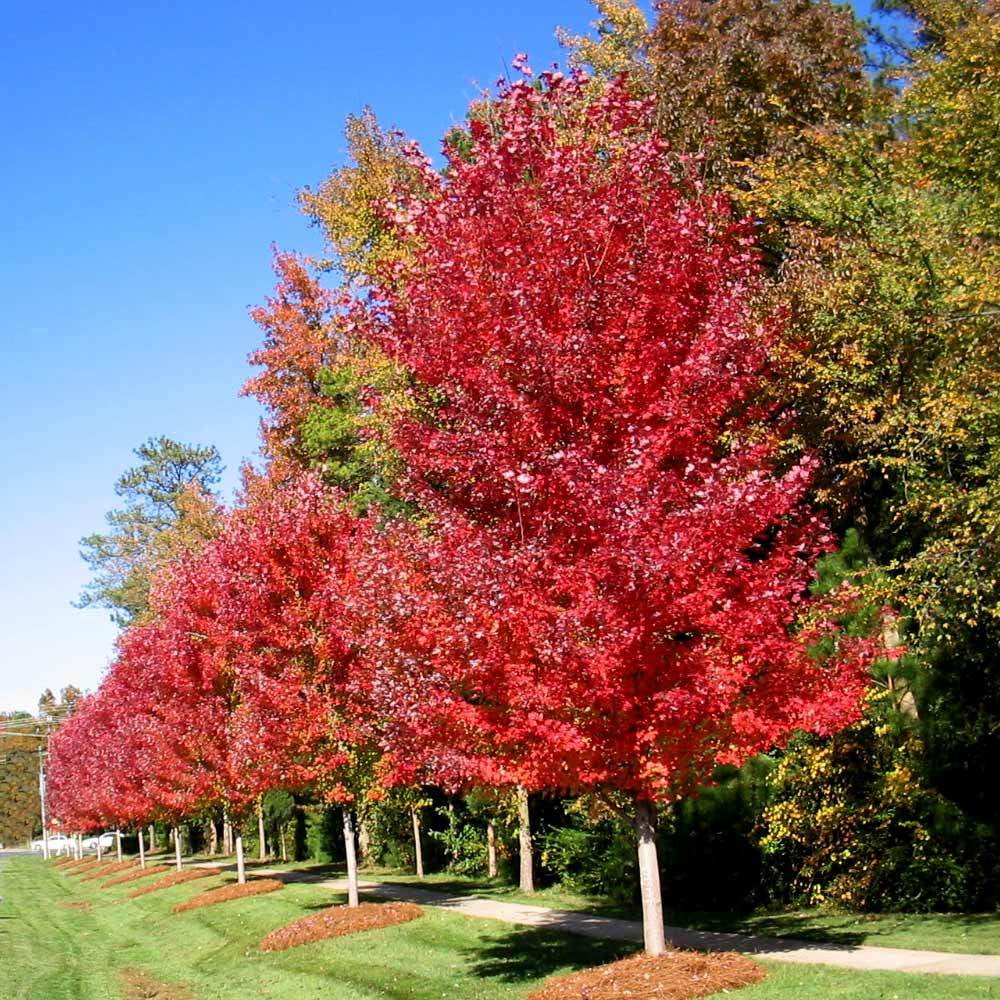 Brighter Blooms - Autumn Blaze® Red Maple Tree, 5-6 ft. - No Shipping to AK, AZ, HI
