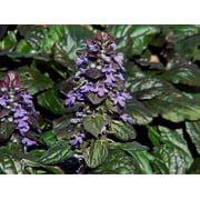 Classy Groundcovers, Ajuga reptans 'Bronze Beauty' A. 'Gaiety', Bronze Improved (flat of 50 Peat Pots, 2 1/4 inch square)