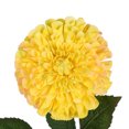 thumbnail image 2 of Vickerman FQ180604 24 Po. Jaune Zinnia Stem, 2 of 2