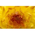 thumbnail image 2 of Rotenberg, Nancy 14x11 Gold Ornate Wood Framed with Double Matting Museum Art Print Titled - OR, Shore Acres Gardens, Yellow dahlia backlight, 2 of 4