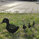 thumbnail image 4 of 4 postes de metal para jardín de patitos, adorno de animales de jardín hueco ER, 4 of 4