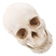thumbnail image 5 of Modelo de cráneo médico Modelo de cráneo humano desmontable Modelo de cráneo humano realista para educación, 5 of 8