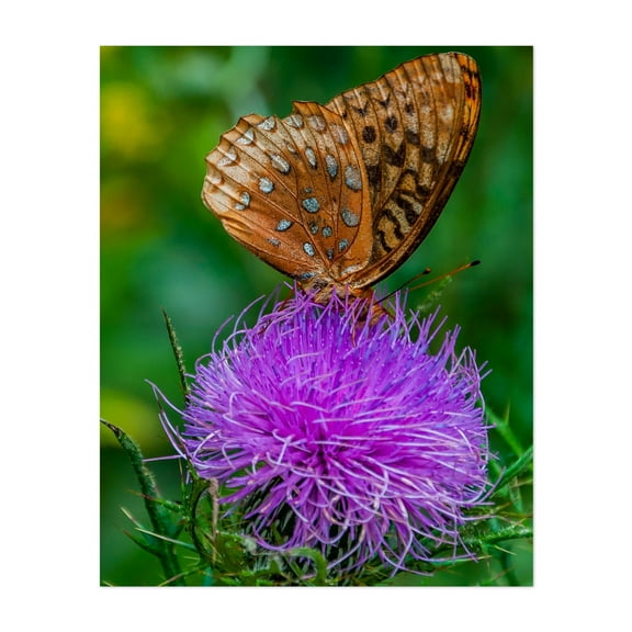 Great Spangled Fritillary Butterfly - Virginia Photography Floral Nature Flowers Botanical Scenic Summer Unframed Wall Art Print 4 x 6 inches
