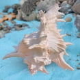thumbnail image 4 of yuksok Conch Shell Aquarium Ornament Collectible Decorative Tank Decor for Wedding 9 to 11cm, 4 of 9