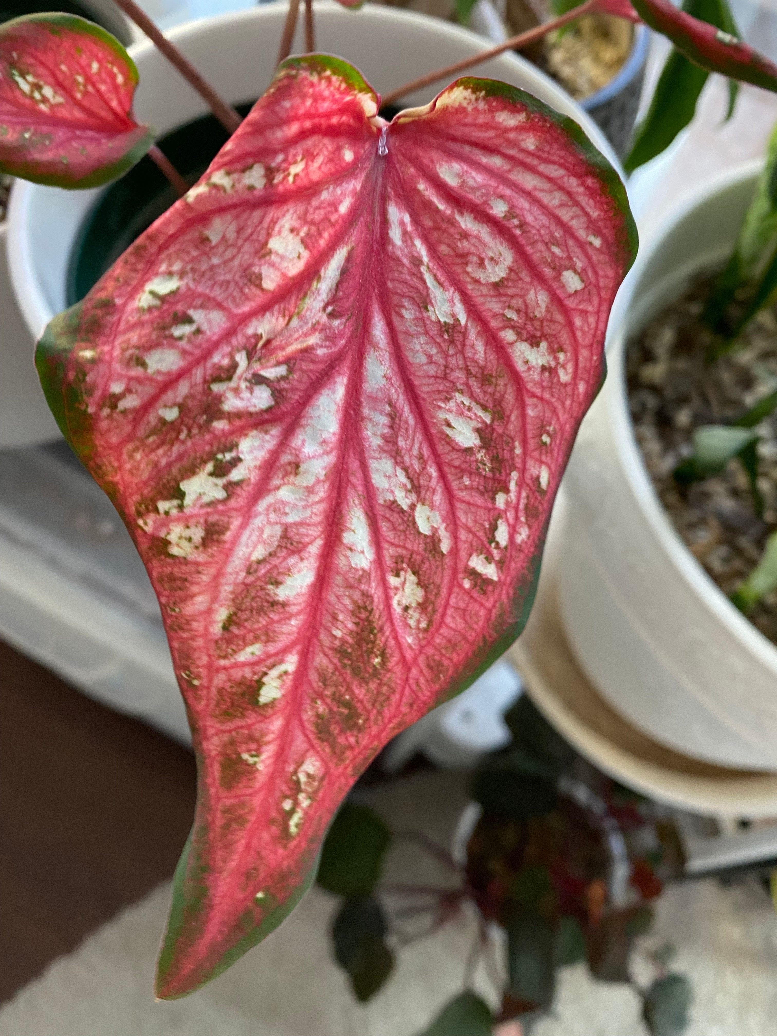 Blue Buddha Farm: Caribbean Coral Caladium (2 bulbs) - Easy to Grow ...