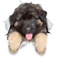 thumbnail image 1 of Pegatinas de pared 3D Sailing para perros 14/19cm 6 uds., 1 of 5
