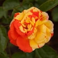 thumbnail image 1 of Heirloom Roses Rose Plant - Oranges 'n' Lemons Colorful Rose Bush, Shrub Roses for Planting Outdoors, 1 of 4