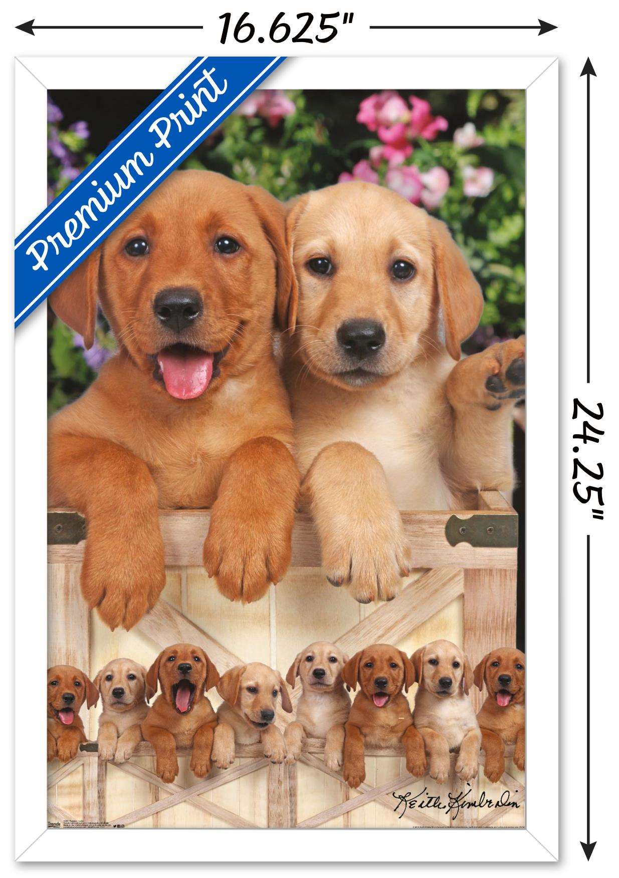 Keith Kimberlin - Puppies - Labs Wall Poster, 14.725" x 22.375", Framed