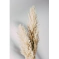 thumbnail image 2 of 1x Studio III 17x24 White Modern Wood Framed Museum Art Print Titled - Pampas Grass Grey, 2 of 4