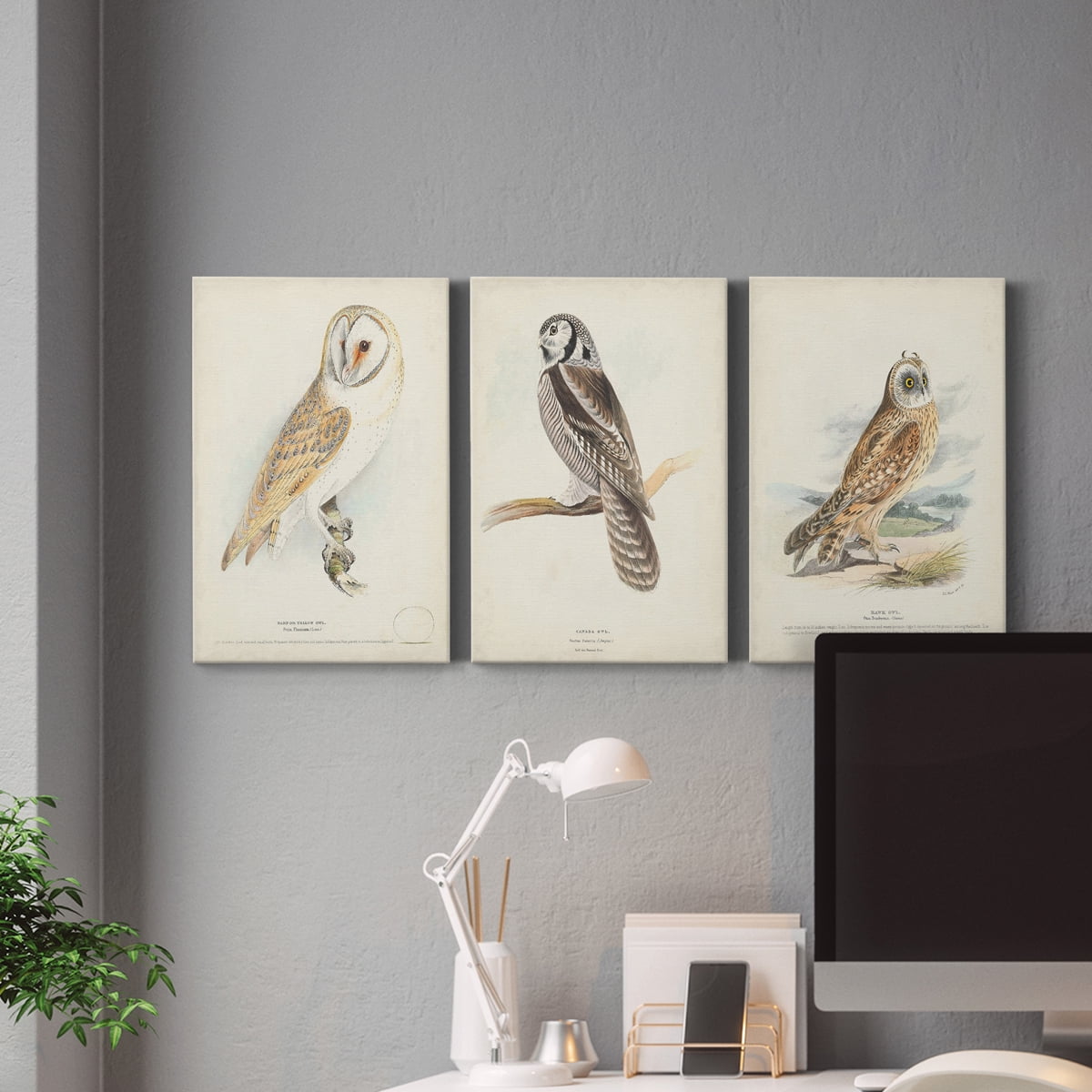 Barn Owl Premium Gallery Wrapped Canvas - Ready to Hang - 18 x 27 Each