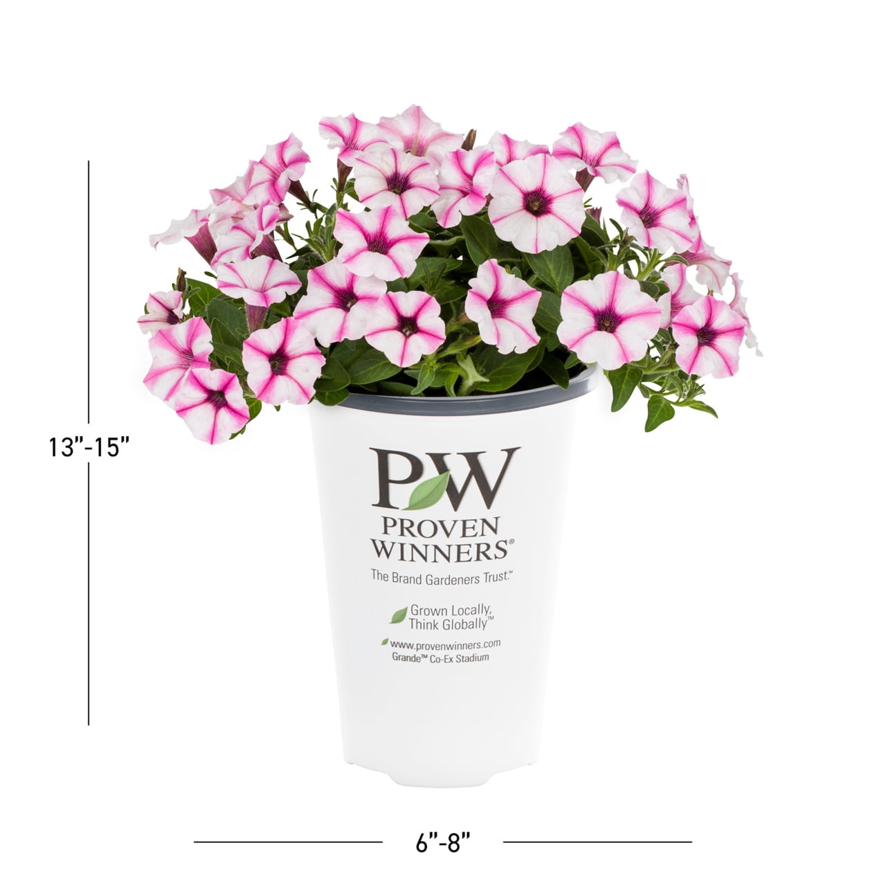Proven Winners 1.5PT Multicolor Petunia Live Annual Plant Sun 5-Pack