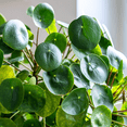 thumbnail image 5 of Money Plant Live in 3 Inches Pot, Pilea Peperomioides Plant Live, 2 - 4 Inches Tall, Easy Care Houseplant for Home and Office Decoration, 5 of 5