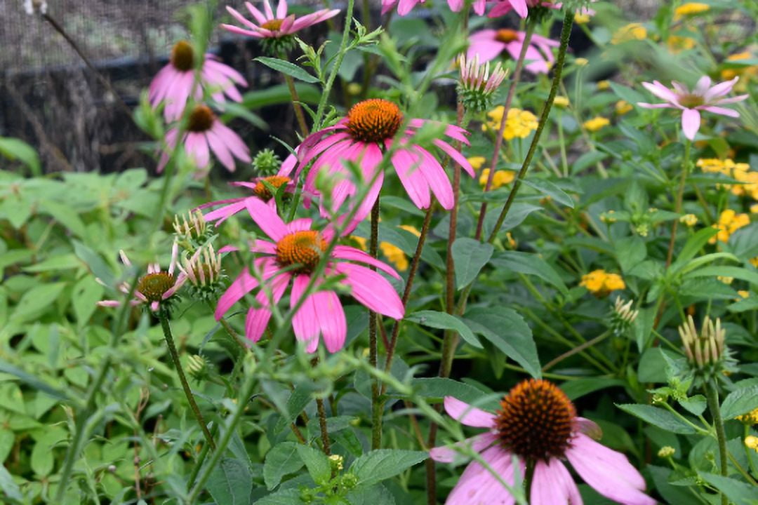 3 Echinacea Magnus Coneflower 4" Pot ---Live Potted Plant