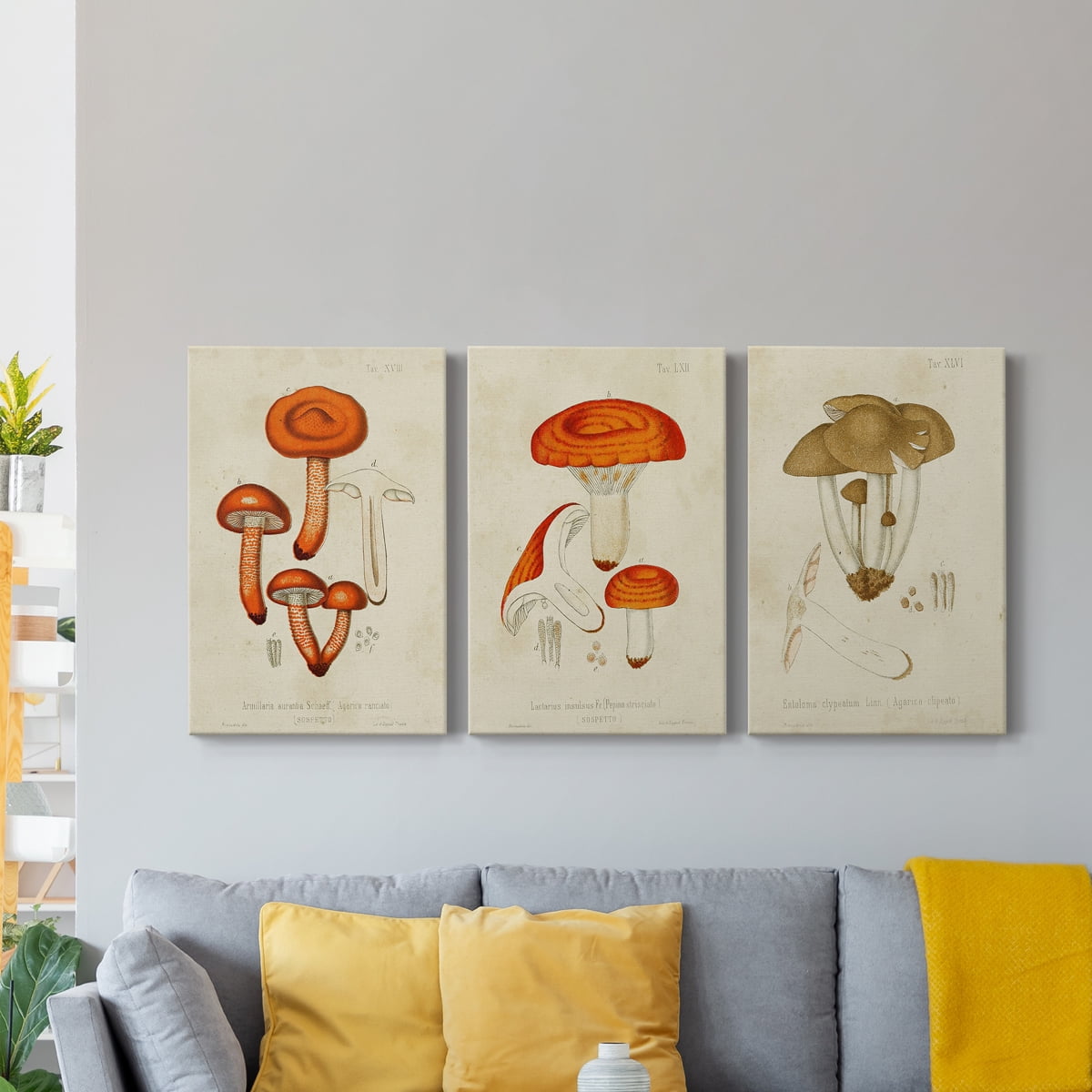 Mushroom Varieties IV Premium Gallery Wrapped Canvas - Ready to Hang - 24 x 36 Each