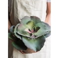 thumbnail image 4 of Potted Succulent Gigantea Succulent, 4 of 6
