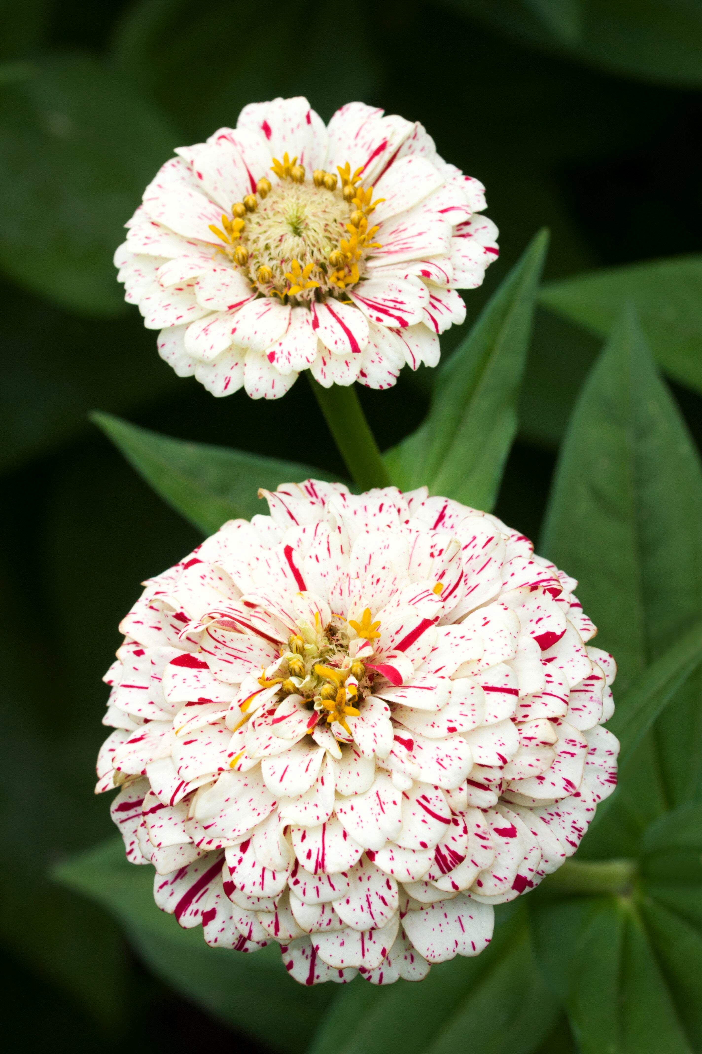 Zinnia élégant 'Dwarf Mix' (Zinnia elegans) bio semences Zinnia élégant 'Dwarf Mix' (Zinnia elegans) bio semences