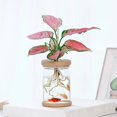 thumbnail image 4 of Transparent Flower Pot Hydroponic Automatic Water Absorption Plastic Flower Pot, 4 of 5